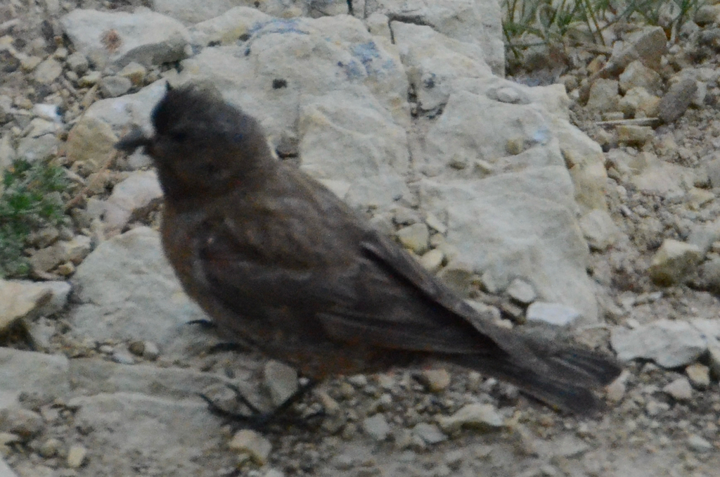 Rosy-Finches and Asian Mountain-Finches from Patrol Mountain Lookout ...