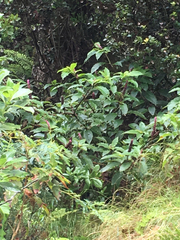 Phytolacca sandwicensis