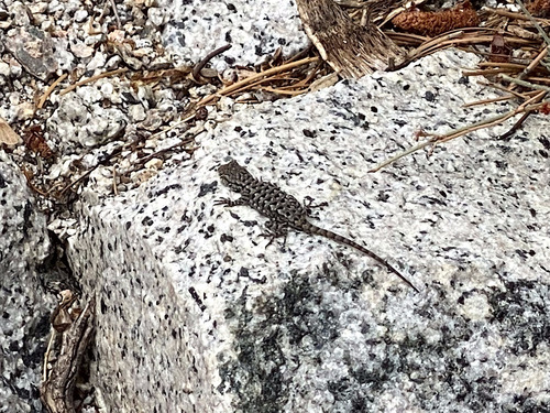 iNaturalist observation photo of Sierra Fence Lizard