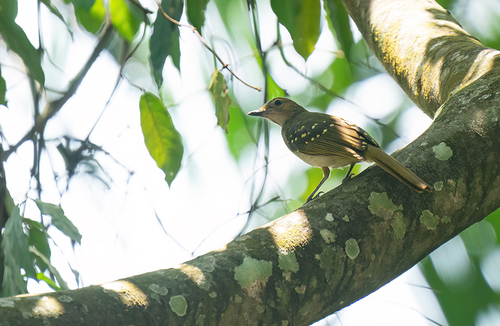 iNaturalist image