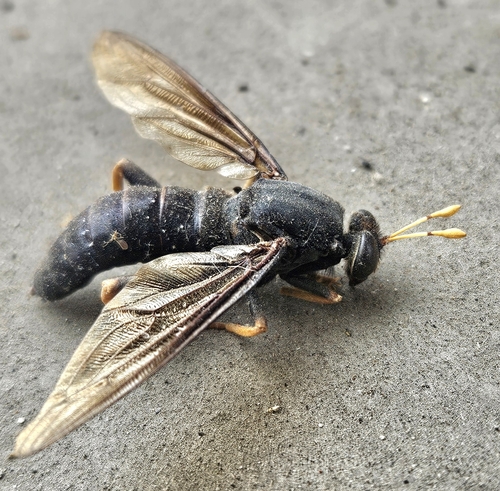 Unknown species found near Franklin County, US-OH, US