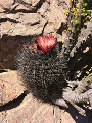 Eriosyce paucicostata