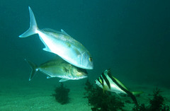 Seriola