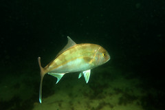 Seriola hippos
