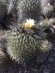 Copiapoa gigantea