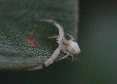 Thomisidae