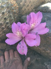 Alstroemeria violacea