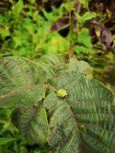 Southern Green Stink Bug