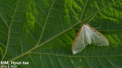 Palpita nigropunctalis