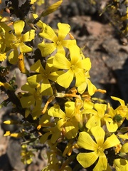 Oxalis gigantea