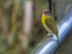 Cyclarhis gujanensis