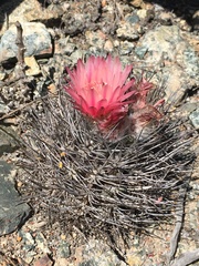 Eriosyce paucicostata