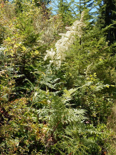 Image of Veratrum insolitum by (c) Ed Alverson, some rights reserved (CC BY)
