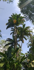 Bactris gasipaes