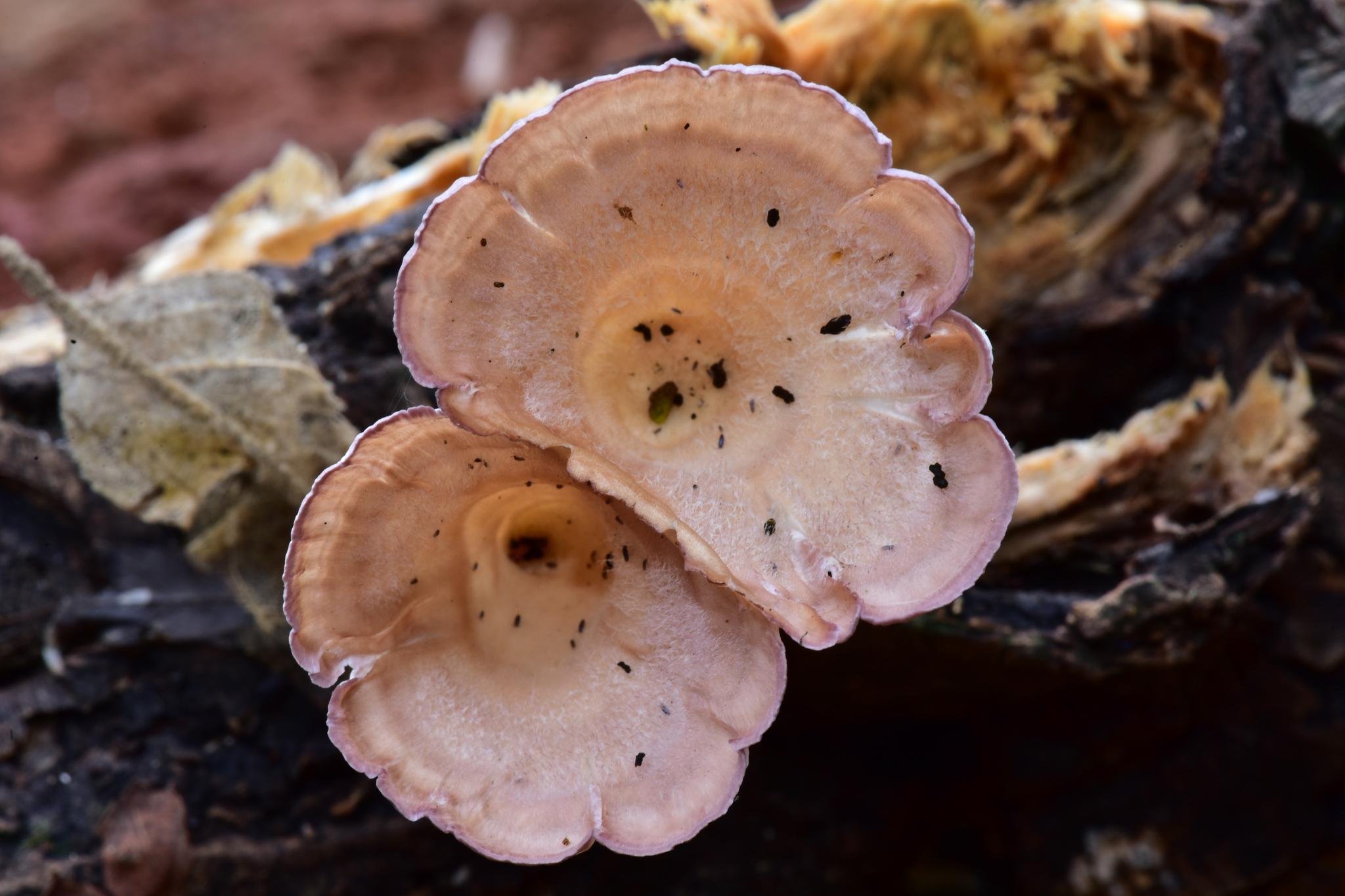 Cymatoderma image