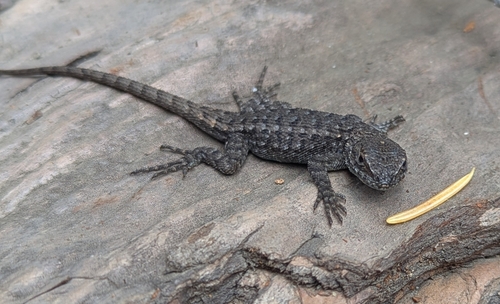 iNaturalist observation photo of Western Fence Lizard