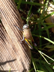 Perixerus