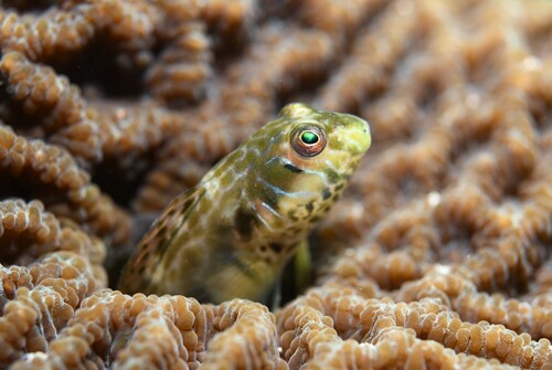 Germain's blenny (Omobranchus germaini) — Blenniidae — 3