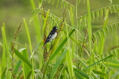 Sporophila luctuosa
