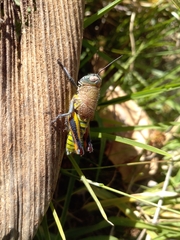 Perixerus