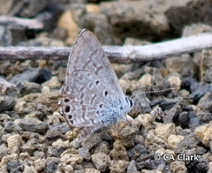 Hemiargus ramon