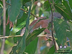 Sundasciurus hippurus