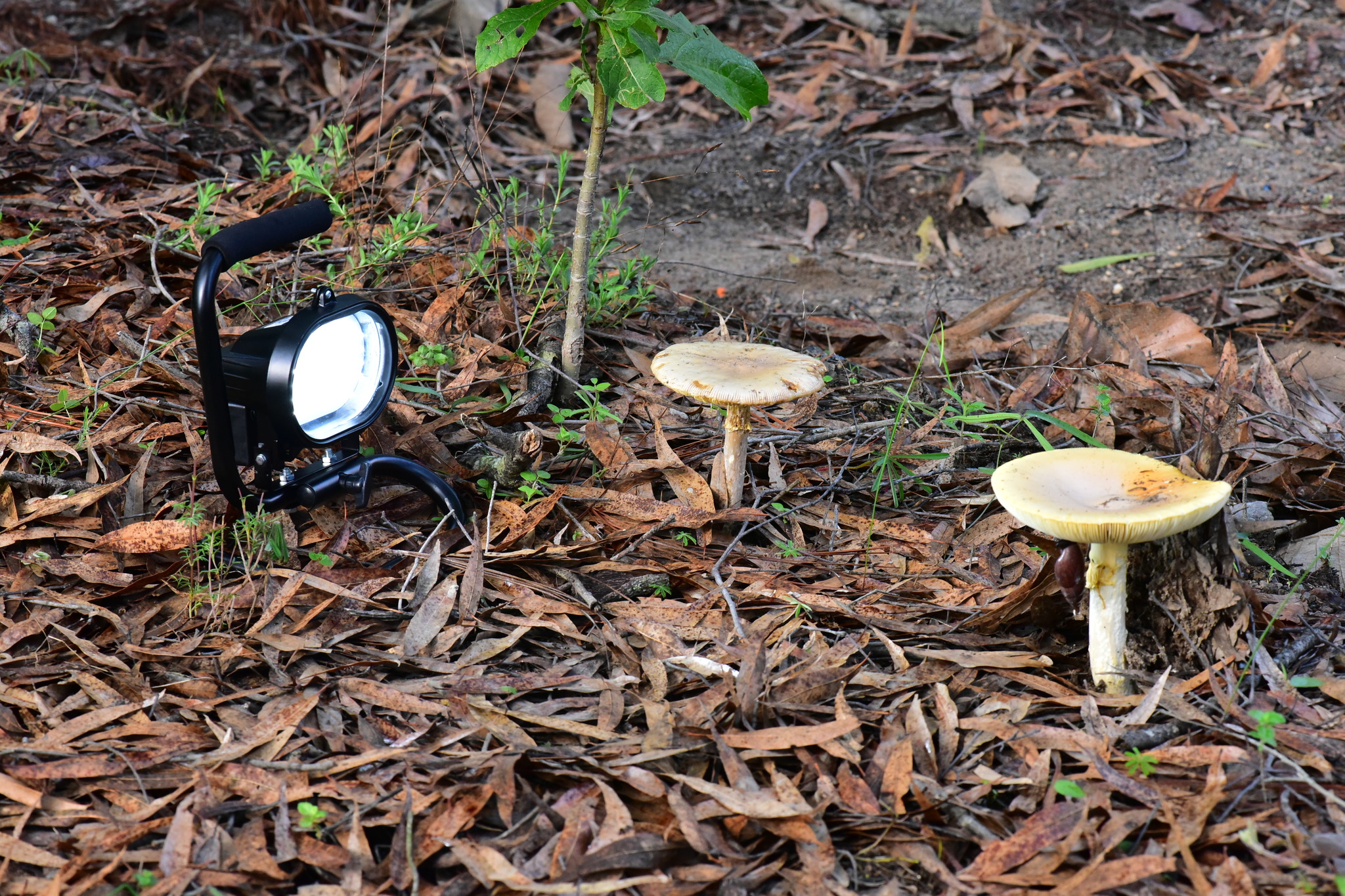 Amanita basii image