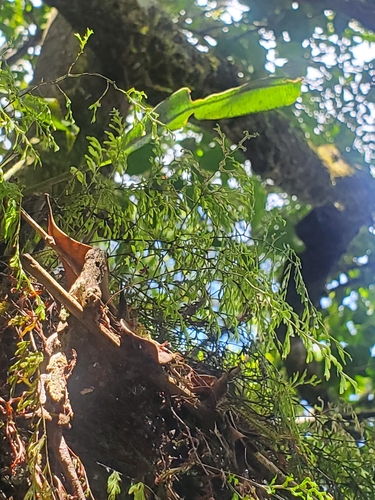 Hymenophyllum inaequale