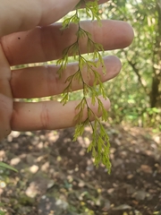 Hymenophyllum inaequale, photograph (c) marius, some rights reserved (CC BY)
