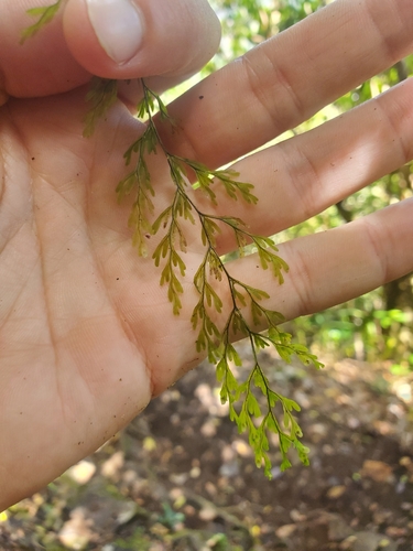 Hymenophyllum inaequale, photograph 3