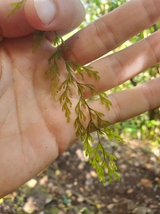Hymenophyllum inaequale, photograph (c) marius, some rights reserved (CC BY)