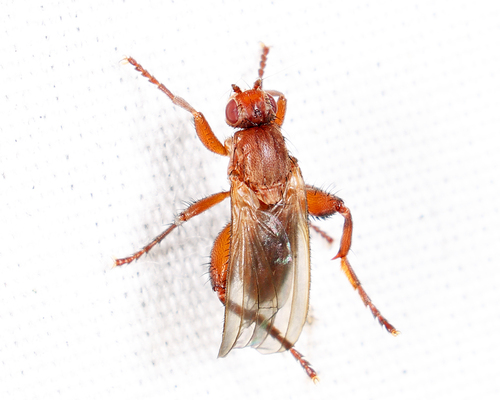 Unknown species found near Groton yard, MA, USA