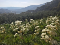 Aciphylla glacialis