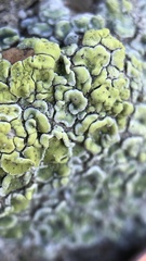 Acarospora schleicheri