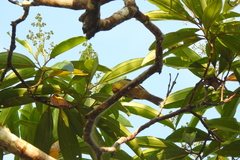 Metopothrix aurantiaca