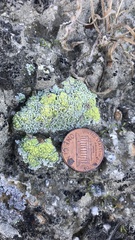 Acarospora schleicheri