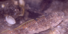 Favonigobius