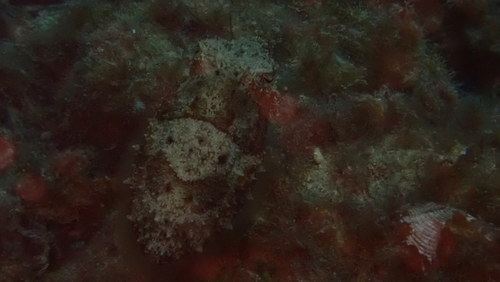 European Common Cuttlefish (Sepia officinalis)