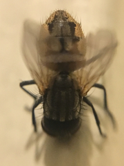 Entomophthora muscae