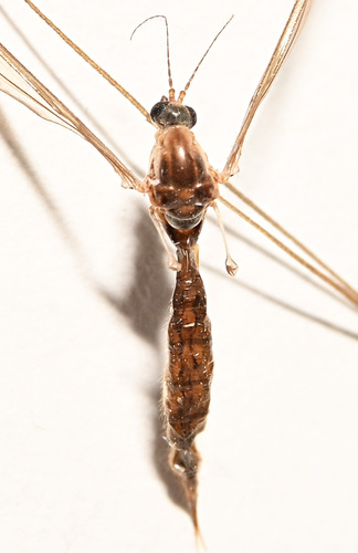 Unknown species found near 432 Ridge Road, Hamden, CT, USA