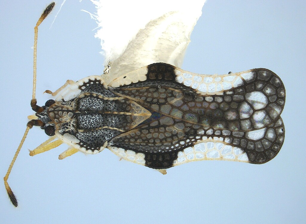 Leptopharsa machalana