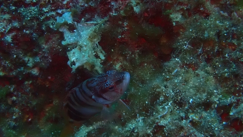 Painted Comber (Serranus scriba)