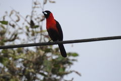 Ramphocelus nigrogularis