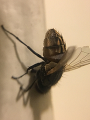 Entomophthora muscae