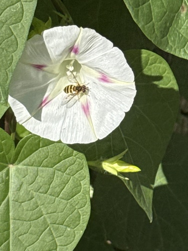 Unknown species found near Market St, La Crosse, WI, US
