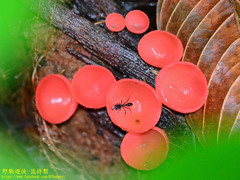 Odontomachus simillimus