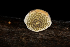 Hexagonia hirta