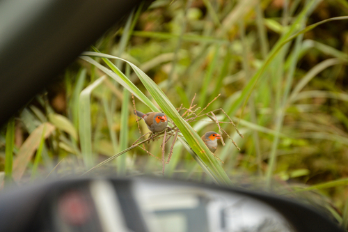 Orange-cheeked Waxbill