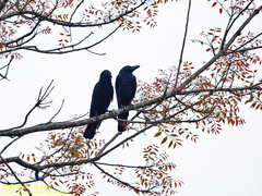Corvus macrorhynchos culminatus