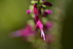 Salvia iodantha